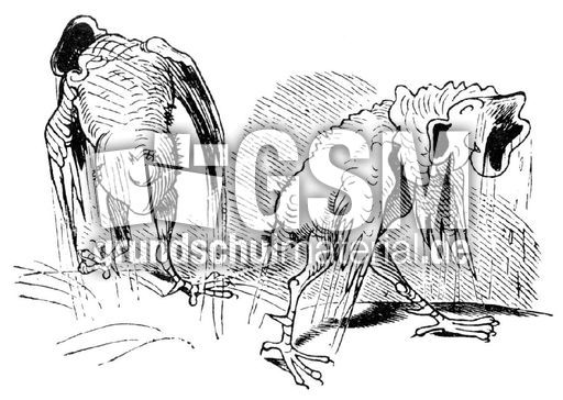 Hahnenkampf sw 14.jpg